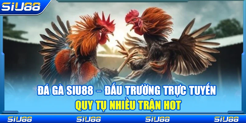 Đá Gà Siu88 – Đấu Trường Trực Tuyến Quy Tụ Nhiều Trận Hot 3 Đá Gà Siu88 – Đấu Trường Trực Tuyến Quy Tụ Nhiều Trận Hot