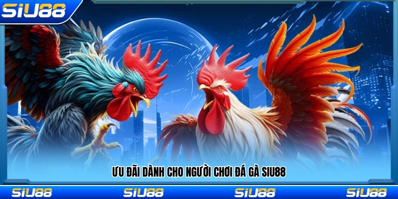 Các chương trình ưu đãi áp dụng cho người chơi đá gà tại Siu88